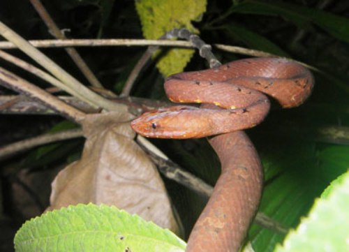 Loài rắn tự biến hình thành màu đất để ngụy trang khi đi săn mồi hoặc gặp nguy hiểm